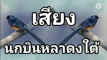 เสียงนกบินหลาดงใต้