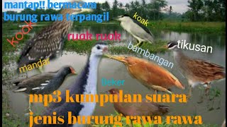 kumpulan suara pikat pemanggil burung burung rawa.