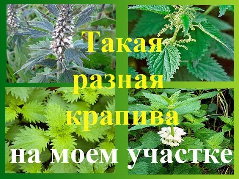 Полезная ботаника +1+ Крапива на моем запущенном участке