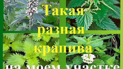 Полезная ботаника +1+ Крапива на моем запущенном участке