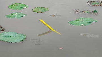 Câu Cá Rô Phi , Mồi Trùng Thần Thánh Cá Ăn Như Sấm Rút Phao Liên Tục Giật Mỏi Tay