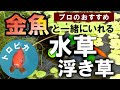【ベストコレクション】 金魚 水草 食べる 183304-金魚 水草 食べる 知恵袋