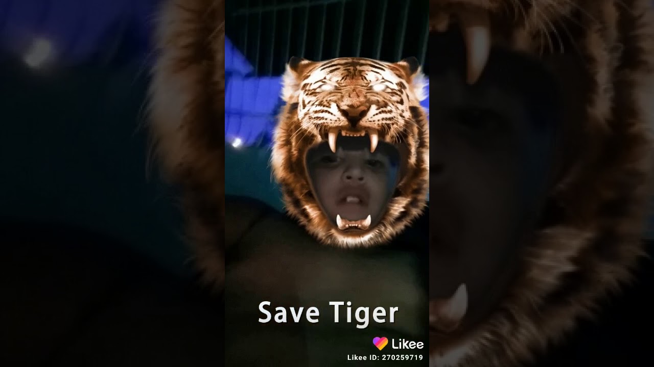 El tigre - YouTube