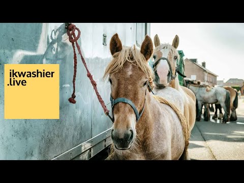 Jaarmarkt Appels met prijskampen Belgisch trekpaard, warmbloed paarden, Belgisch witblauw en pony