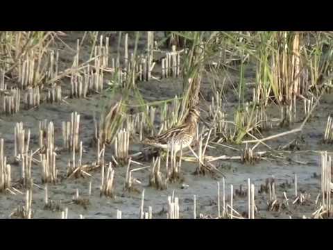 Common Snipe Finding Food On Muddy Farm
