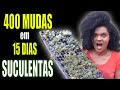 ACELERE SUA PRODUÇÃO DE SUCULENTAS