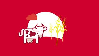 Plantverteerbaarheid Van Snijmais Uitgelegd