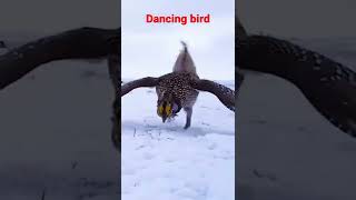 Sharp-Tailed Grouse Dancing On The Snow