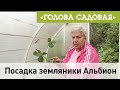 Голова садовая - Посадка земляники Альбион