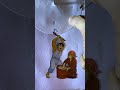 Which Is Yosho Hai Montagem Tool Trending Yusho Hai Montagem Meme Funk 