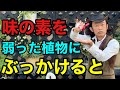 【植物活力】植物がみるみる元気になります　【園芸超人カーメン君】【ガーデニング】【味の素】