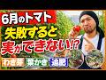 【トマト】6月にやらないと成長が止まります‼︎わき芽・葉かき・追肥の正解!