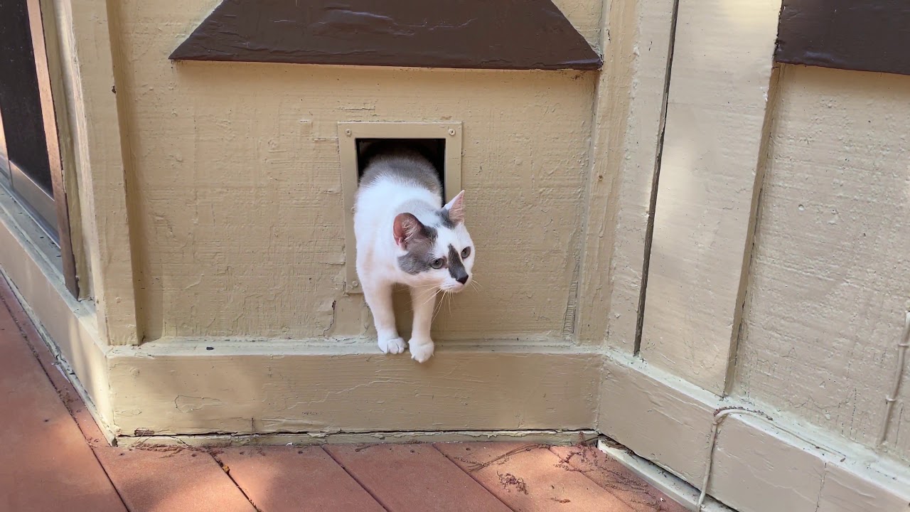 Cat in Quarantine YouTube