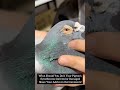 What Should You Do If Your Pigeon's Eyes Become Infected or Damaged? 🕊️👁️ Share Your Advice in the
