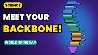 Your Backbone, Your Body's Bendy Pillar
