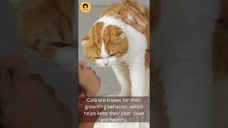 Why do cats engage in grooming behavior? | Cute cats | Pets #cats   #catvideos