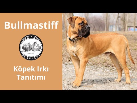 Bullmastiff En Iyi Aile Kopegi Irk Tanitimi Youtube