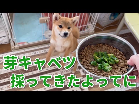 お初もぎたてお野菜！芽キャベツ採ってきたよってに食べてみる？　柴犬小夏生後半年　Kohafarmより