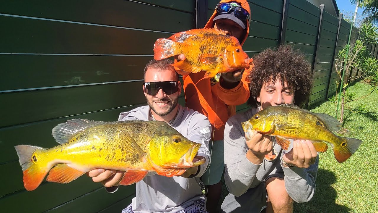 PEACOCK BASS FISHING in SOUTH FLORIDA! ft @lowtidefl