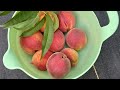 Peach Harvest | Peach Tree Drama