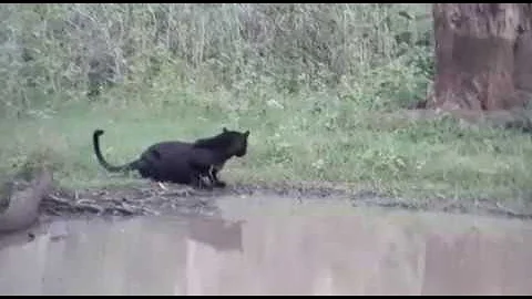 Black Leopard  in Tadoba Forest - Chandrapur