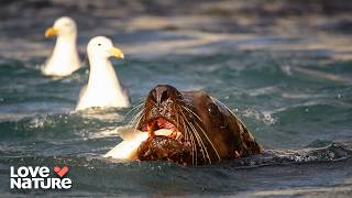 Lethal Lessons: How Predators Train Their Young to Kill | Shadowlands 103