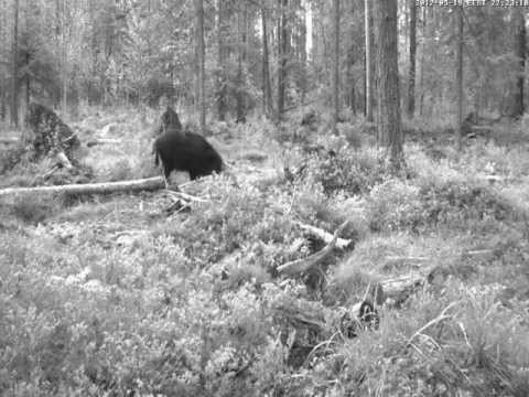 eesti energia Wild Boar, Alutaguse Forest, Estonia 2012. Nightscope recording