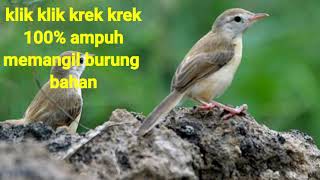 Edeer edeer gacor masteran burung klik klik sawah ampuh atasi burung bahan