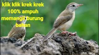 Edeer edeer gacor masteran burung klik klik sawah ampuh atasi burung bahan