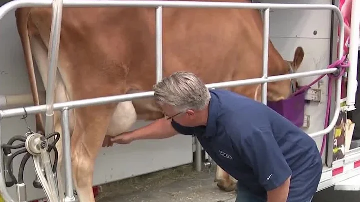 FOX 13's Brek Bolton milks a cow at the Utah State...