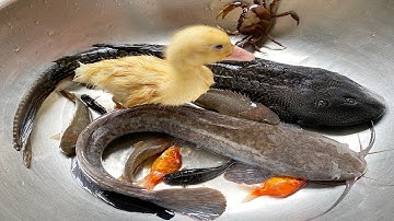 Kem Chanel lấy xe rùa bắt cá rô đồng, cá trê khổng lồ, cá vàng gặp mèo trắng bắt con lươn, con vịt