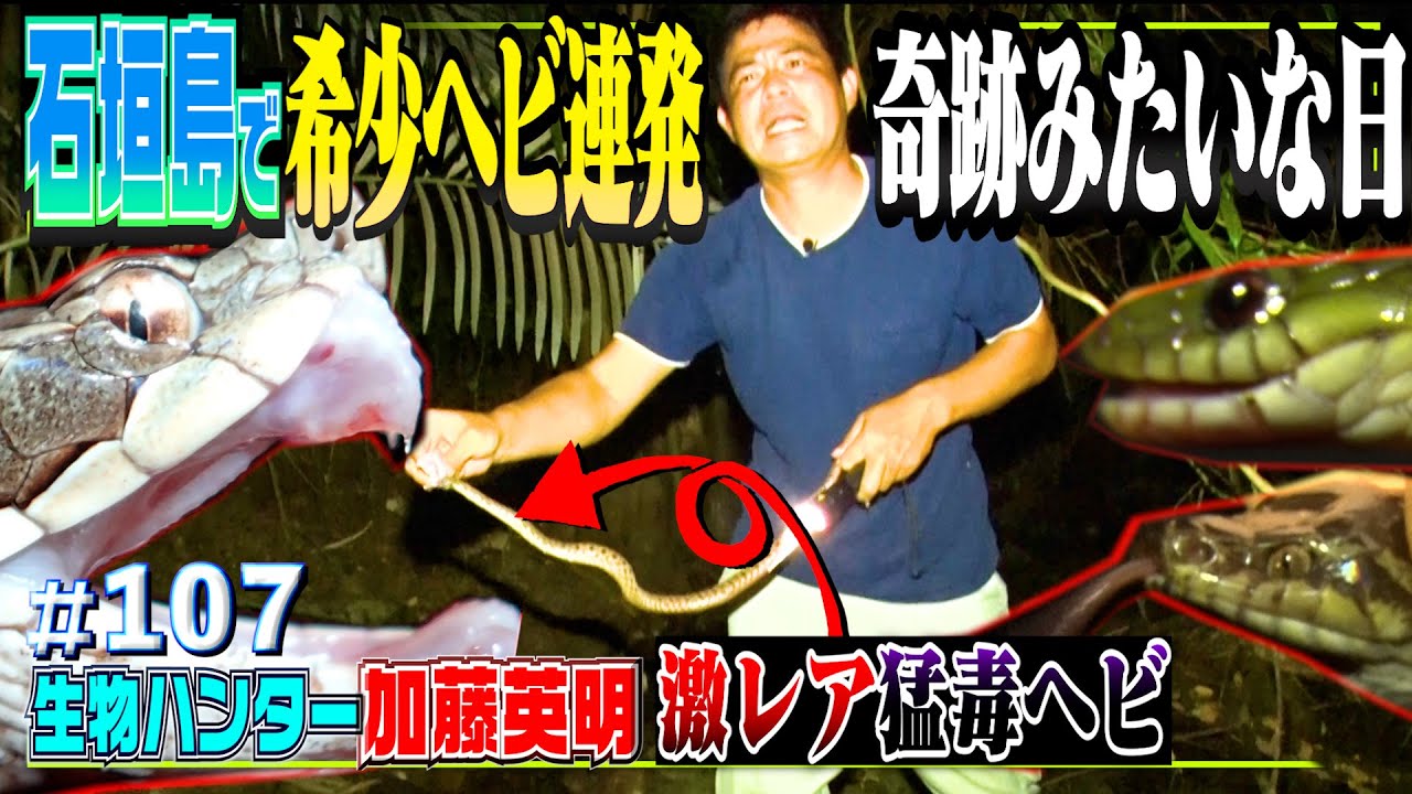奇跡みたいな希少ヘビラッシュ！めっちゃ出たので…ぜんぶ素手で捕まえる！in石垣島≫生物ハンター加藤英明・Japan wild hunter