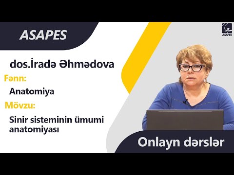 ONLAYN DƏRSLƏR | Anatomiya - Sinir sisteminin ümumi anatomiyası