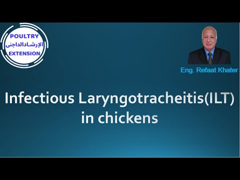 Infectious Laryngotracheitis ( ILT ) in chickens