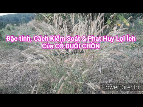 Video: Đặc Tính Trồng Trọt Và Chữa Bệnh Của Cao