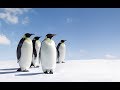 Антарктика: путешествие в неизвестную природу | Antarctica (1991)