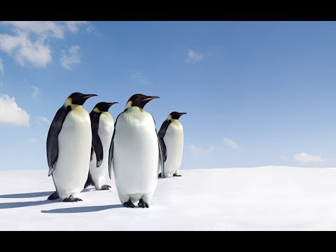 Video: Antarktīda Sāka Augt - Alternatīvs Skats