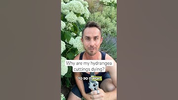 How to take hydrangea cuttings in summer #garden #gardening