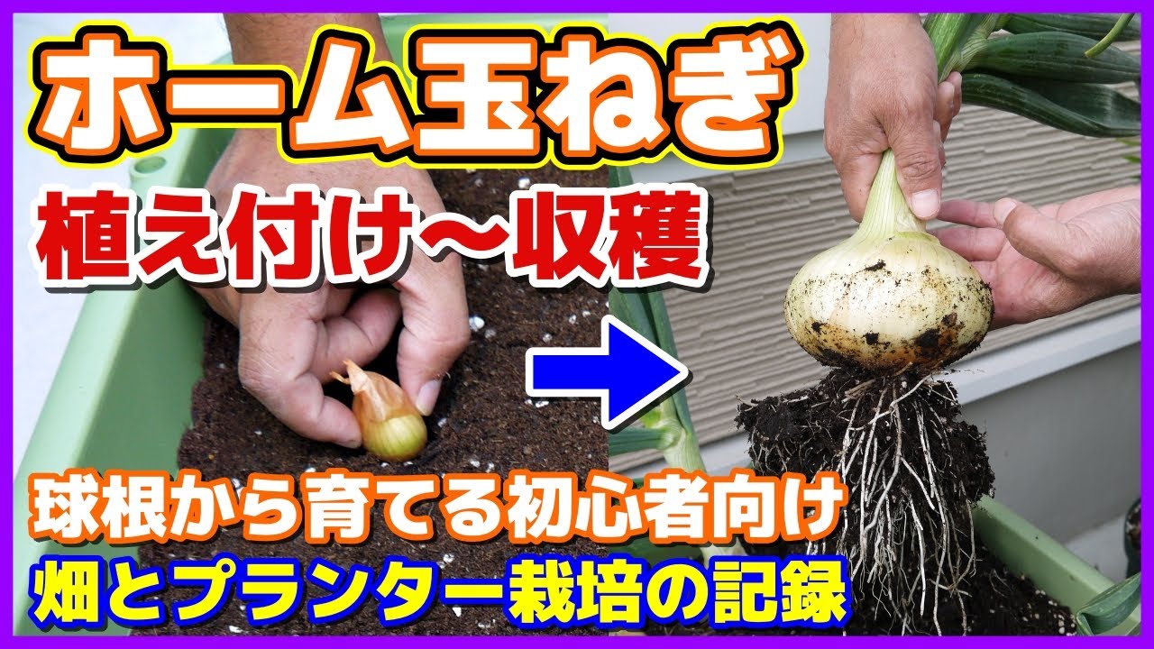 【ホーム玉ねぎ】植え付け～収穫まで／球根から簡単に育てる玉ネギ栽培／初心者向け／おまけのチューリップの話でマロ夫のテンション爆上がり／ホームタマネギの育て方／オニオンセット／プランター栽培／ポタジェ