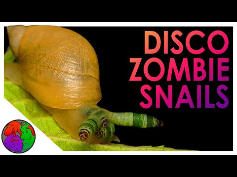 The Parasitic Worm that turns Snails into Disco Zombies | Parasitober