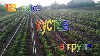 Первый раз вырастил столько томатов в открытом грунте 🍅 и под агроволокном. Бизнес без вложений