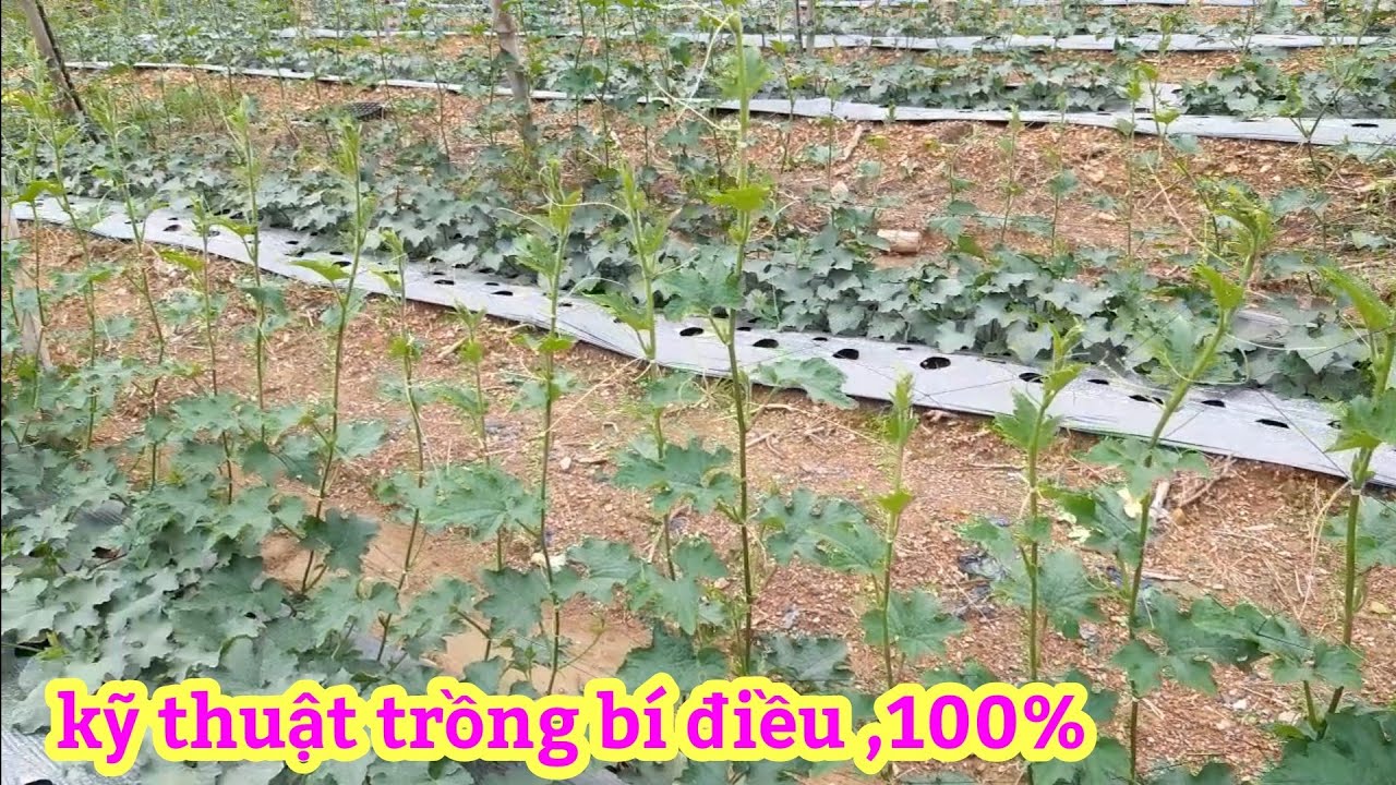 Chia sẻ cách trồng bí Đao, Bí Xanh ,lên điều đẹp, trăm phần Trăm