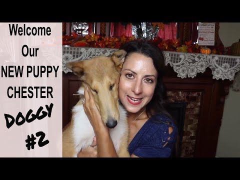we-got-a-new-puppy-|-welcome-chester-our-newest-edition