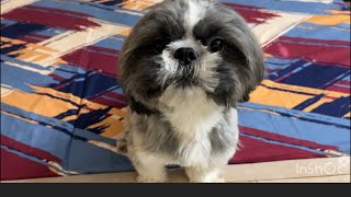 Coco’s Reaction to Weird sounds - Part 2 #shihtzu #funny #funnyanimals #dog #doglover #reaction