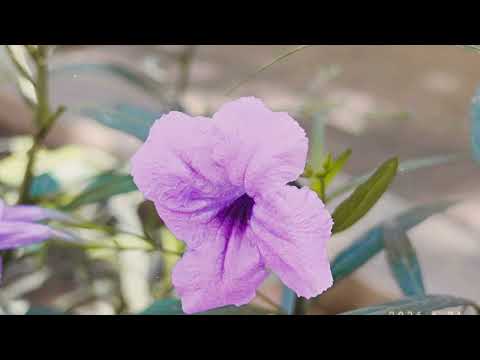 សុះ ម៉ាច ស្នេហ៍អូននឹកអូន RHM cd vol 10