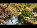 432Hz + 528Hz Forest Water Healing 🌿 Deep Sleep Meditation & Relaxing Nature Sounds (1 Hour)