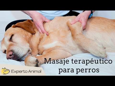 Video: Acupresión y terapia de masaje canino.