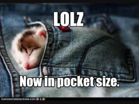 Funny cat pictures with words part 1