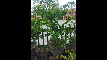 Bán cây khế chua khế ngọt bonsai gốc bự 0977973535