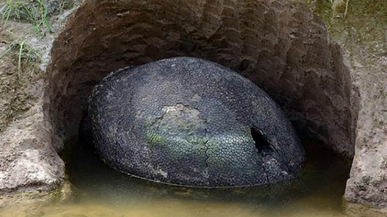 Farmer Freak Out After Spotting Heavy 3-Feet-Wide Scaly Egg-Like Object On His Property